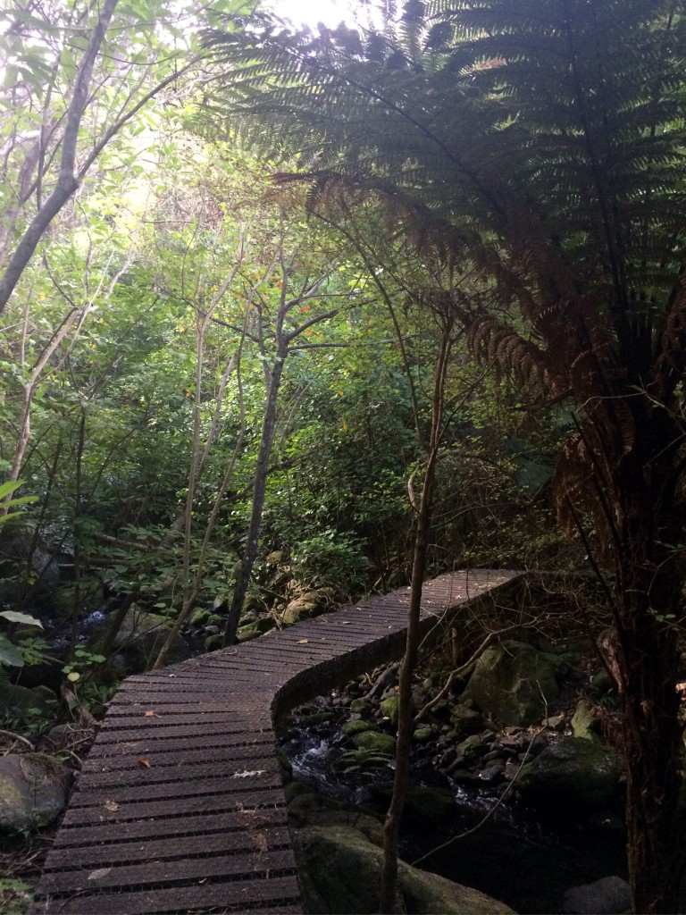 2016-02-20 Hinewai Reserve 04