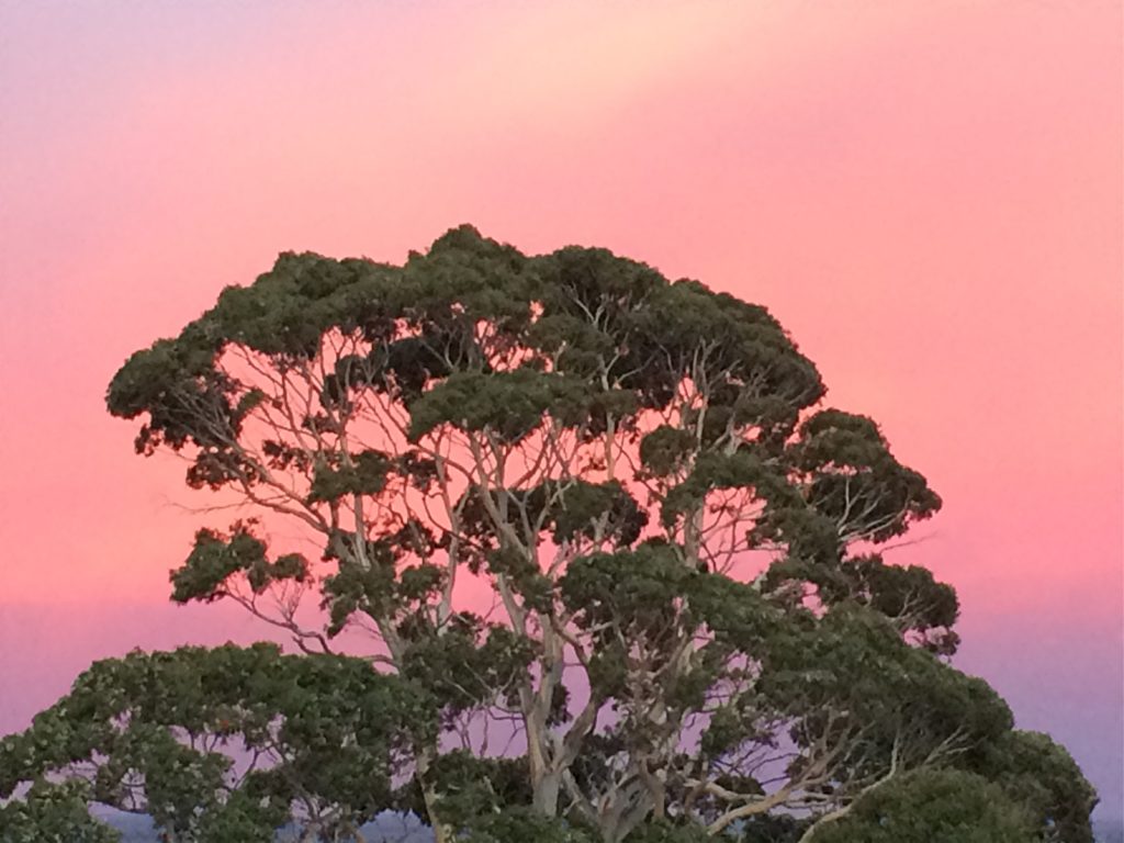 2016-02-17 Sunrise behind the gum tree