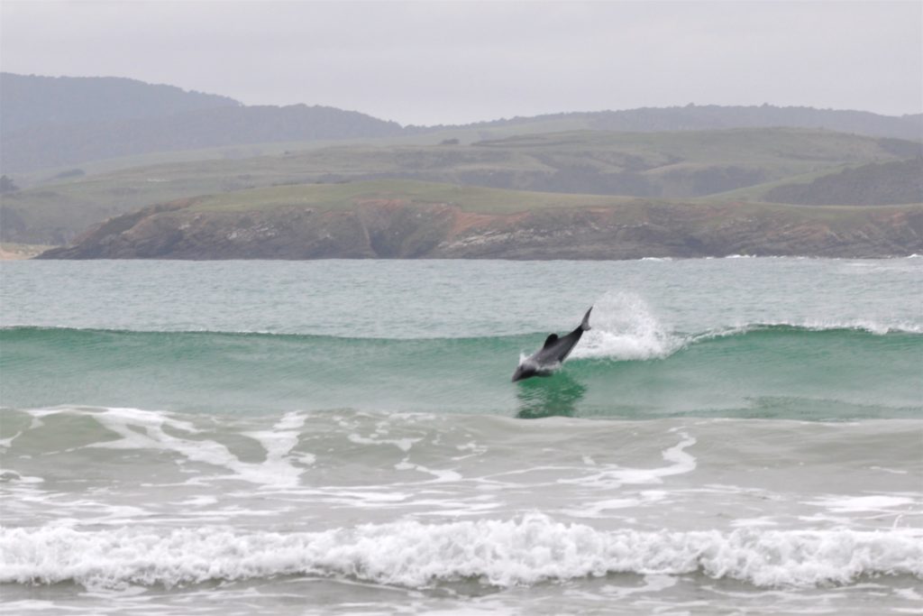 2016-03-25 Otago - Day 2 - Porpoise Bay 2