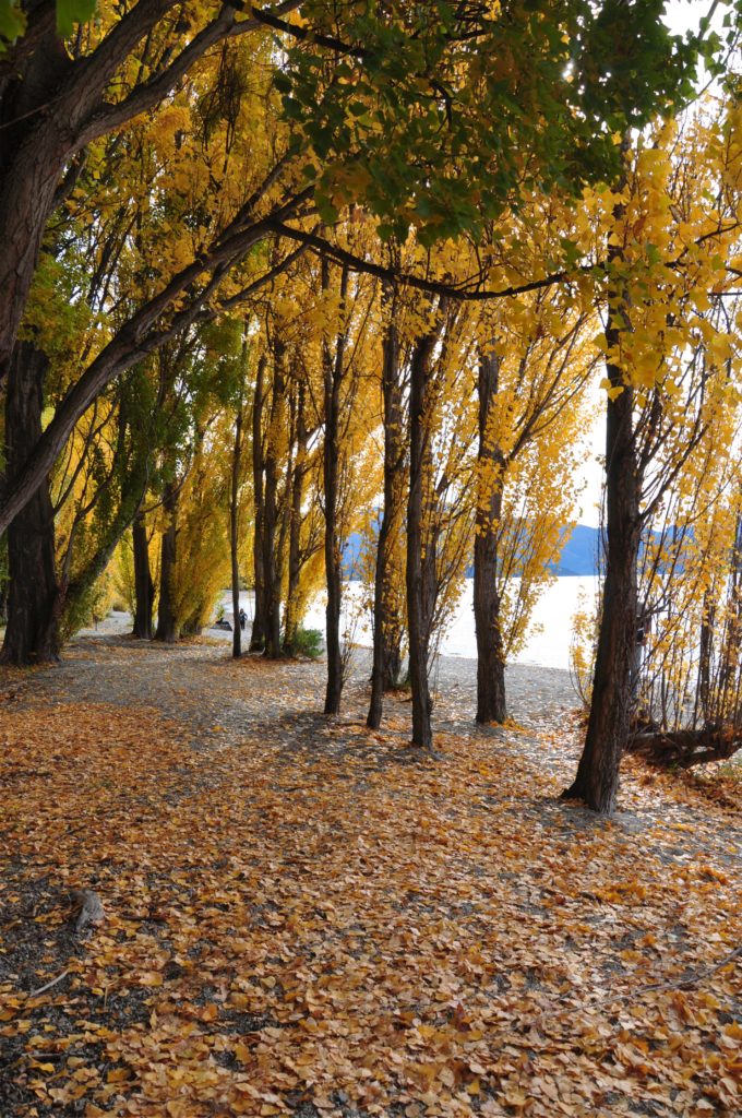 2016-04-25 Wanaka - Willow Tree 2