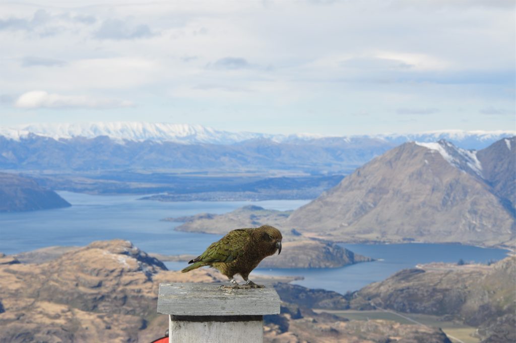 2016-08-14 Treble Cone - Cardrona 01