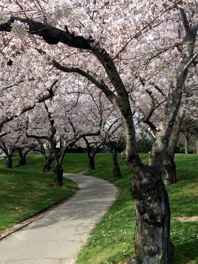 2016-09-20-spring-cherry-blossom